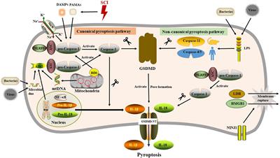 Pyroptosis in spinal cord injury